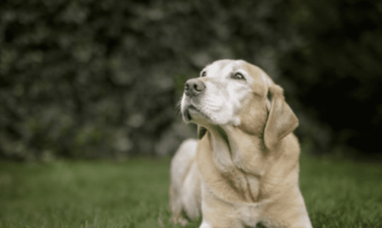 Virtue of the Week – Loyalty
